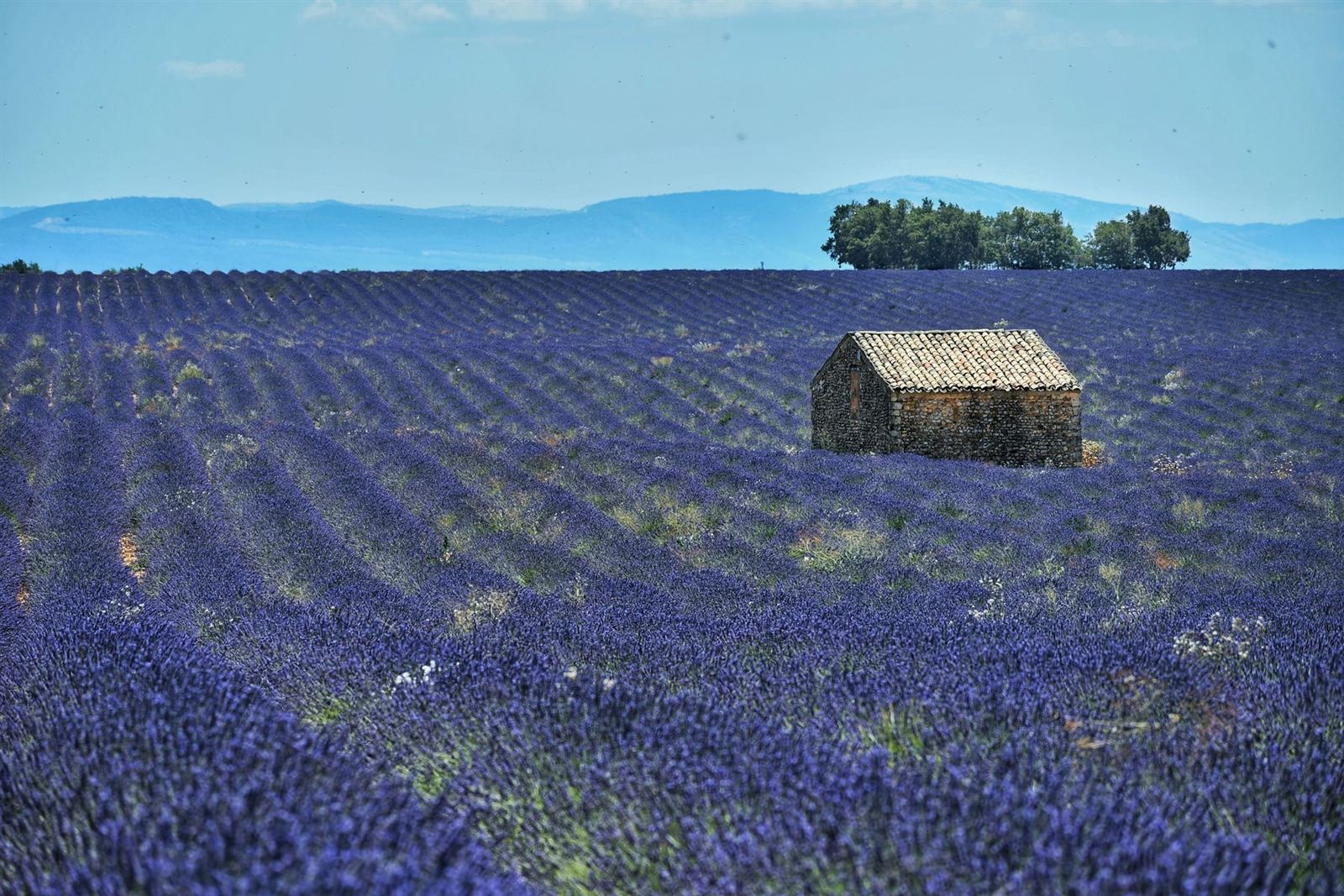 Champ de lavande et cabanon de pierre en Provence (photo d'illustration)